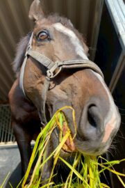 ①パヴォーネ(2口)　山武