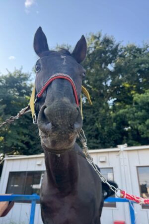 ㉟ジュライ(オーナー決定)