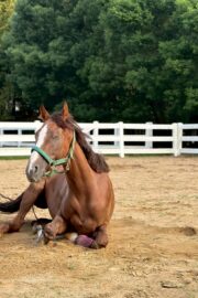 ㉚アイリス(8口)　大阪