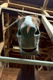 ㉚アイリス(8口)　大阪