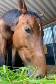 ⑲イヴ(1口)　山武