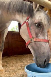 ㉘ヒカル(12口)　大阪