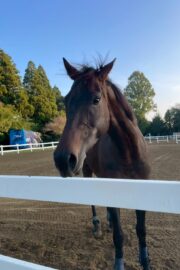 ⑬メメ(2口)山武