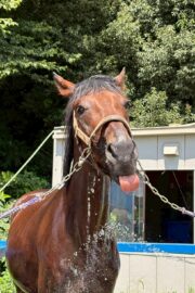 ブライト(オーナー決定)