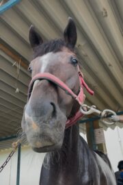 ⑤ハオ(1口)　山武