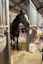 ㉕ラファ(9口)　大阪