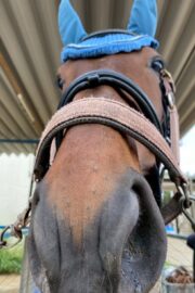 ブライト(オーナー決定)