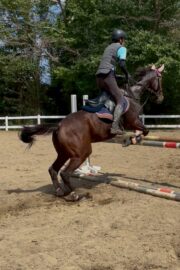 ⑲イヴ(1口)　山武