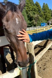 ㉔ヒナタ(8口)　山武