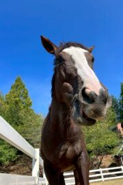 ㉝ マリア (8口)　四木