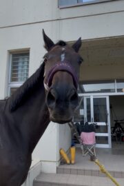 ㉔ヒナタ(8口)　山武