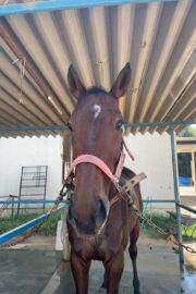 ⑲イヴ(1口)　山武