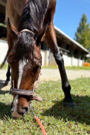 ㉗チャコ(8口)　大阪