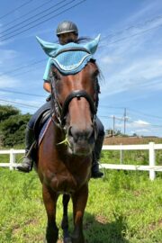 ブライト(オーナー決定)