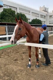 ②ハル(2口)　山武