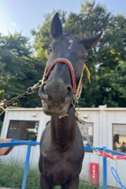 ㉟ジュライ(オーナー決定)