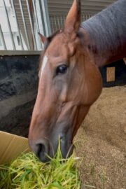 ③エル(2口)　山武