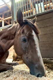 ㉚アイリス(8口)　大阪