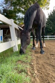 ⓪マッシュ(1口)山武