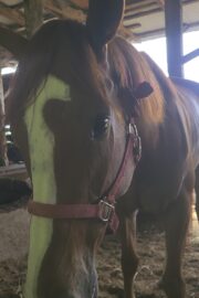 ㉖永遠(とわ)(8口)　大阪