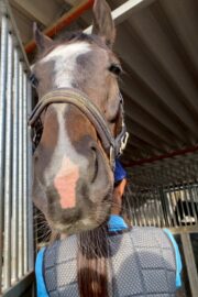 ①パヴォーネ(2口)　山武