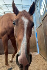 ㉜ククナ(8口)　四木