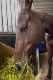 ⑲イヴ(1口)　山武