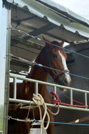 ㉖永遠(とわ)(8口)　大阪