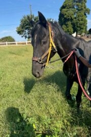 ㉟ジュライ(オーナー決定)