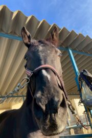 ⓪マッシュ(1口)山武