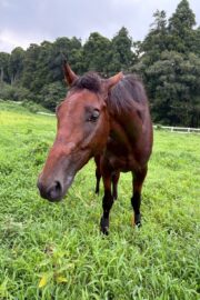 アキラ(オーナー決定)