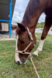 ②ハル(2口)　山武