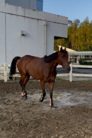 ⑮ヒメ(1口)　山武