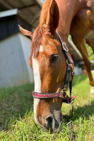 ㉖永遠(とわ)(8口)　大阪