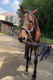 ⑬メメ(2口)山武