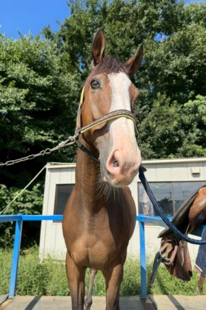 ㉞フォルトゥーナ（8口）四木