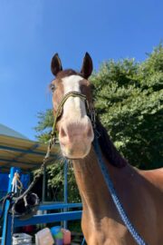 ㉞フォルトゥーナ（8口）四木