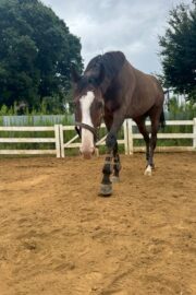 ㉞フォルトゥーナ（8口）四木