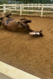 ㉞フォルトゥーナ（8口）四木