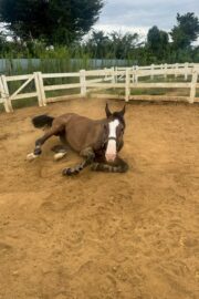 ㉞フォルトゥーナ（8口）四木