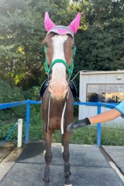 ㉞フォルトゥーナ（8口）四木