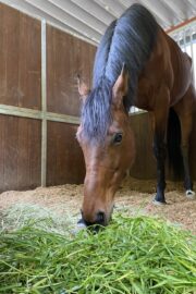 ブライト(オーナー決定)