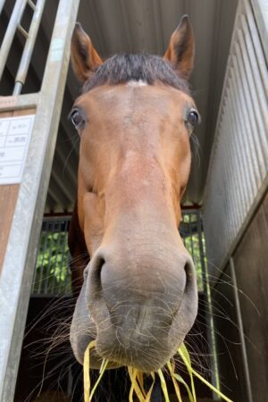 ⑨つむぎ(1口)　山武