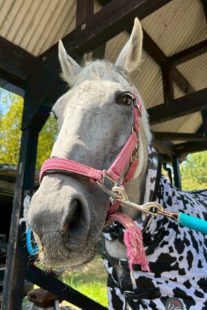 ㉛ミラクル(9口)　山武