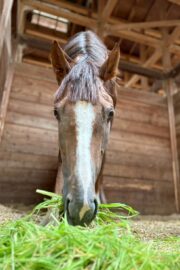 ㉚アイリス(8口)　大阪