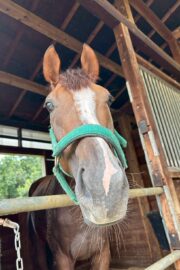 ㉚アイリス(8口)　大阪