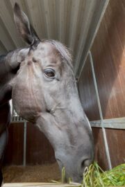 ⓪マッシュ(1口)山武