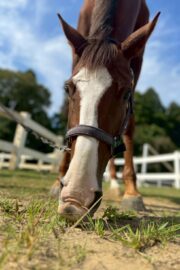 ⑥ノア(2口)　山武