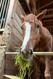 ㉖永遠(とわ)(8口)　大阪