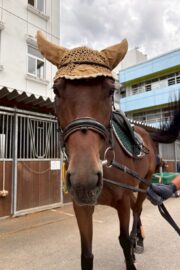 ⑮ヒメ(1口)　山武